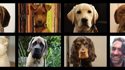Education Canine Matthieu Gavardin, Dresseur de Chiens à Levallois-Perret