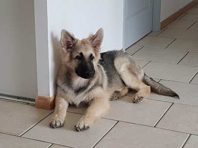 Altdeutsche Schäferhunde Elevage Bergers Allemands poils longs Gers-Occitanie, Eleveur de Chiens à Bouzon-Gellenave