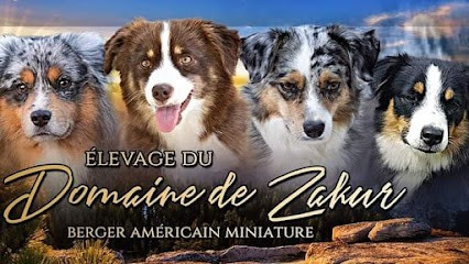 Élevage Berger Américain Miniature Domaine De Zakur, Eleveur de Chiens à Saint-Georges-sur-Eure
