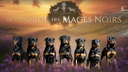 Elevage de rottweiler / de la force des mages noirs, Eleveur de Chiens à Mormoiron