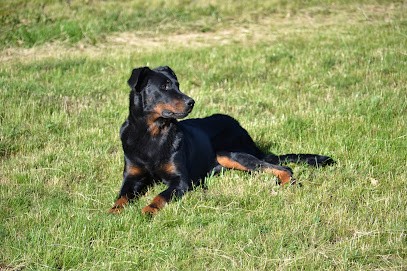 Elevage de Berger de Beauce.Beauceron du Mûrier de Sordeille, Eleveur de Chiens à Pélussin
