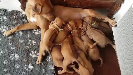 Rhodesian-Ridgeback-Desterreslointaines, Éleveur De Chiens à Marmande