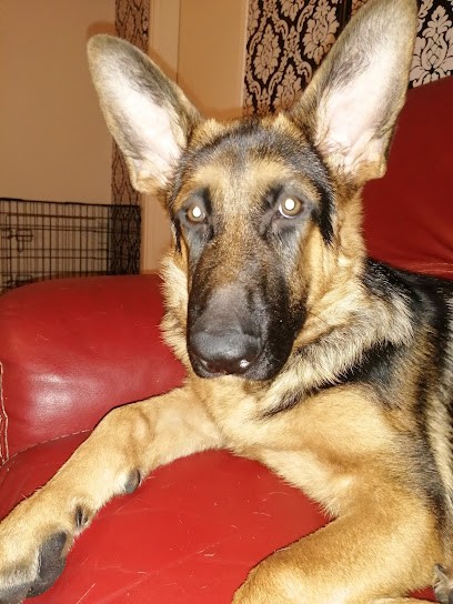 GERMAN SHEPHERD Domaine du Val d'Aulnoy, Eleveur de Chiens à Ménonval
