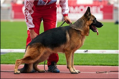 Les Bergers Allemand Du Mazet Des Salins, Eleveur de Chiens à Pérols