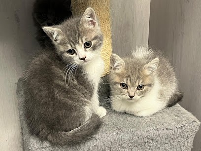 Elevage Kimy's Valey, Eleveur de Chiens à Morsains