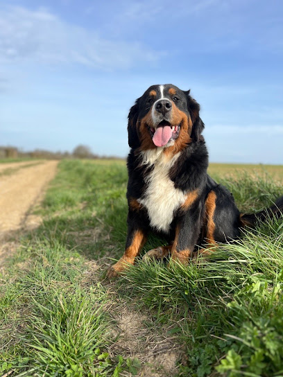 Élevage Du Monde De Naïa, Éleveur De Chiens à Laigny