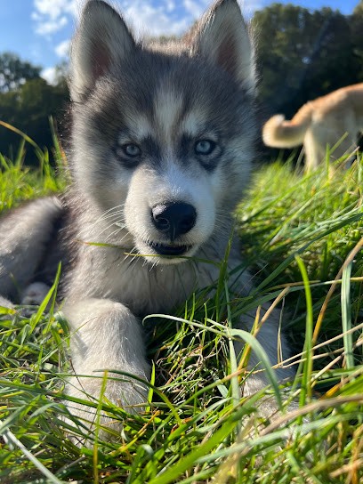 SIBERIAN HUSKY FARM Liubov, Eleveur de Chiens à Hardinvast