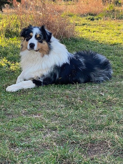 Elevage de l'Auberge de la Mourre - Berger Australien - Montpellier-Bédarieux, Eleveur de Chiens à Bédarieux