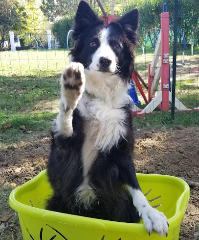 360degrés-chien, Dresseur de Chiens à Lavaur