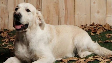 Golden Retrievers Du Pays de Boheme, Eleveur de Chiens à Rixheim