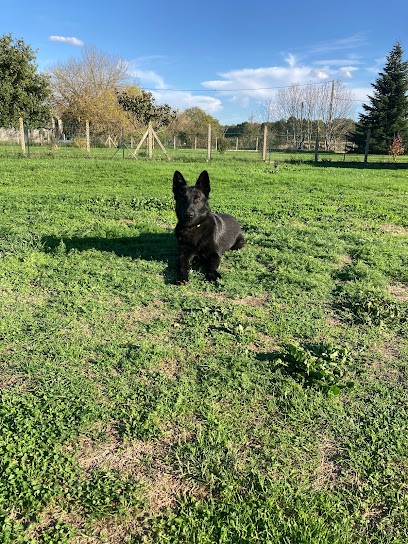 ÉLEVAGES DU DOMAINE DES LOUPS LÉGENDAIRES - Élevage de Berger Allemand à Saint-Pierre-du-Palais en Charente-Maritime, Eleveur de Chiens à Saint-Pierre-du-Palais