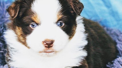 Le Royaume Des Horizons D'Or, Eleveur de Chiens à Champignelles