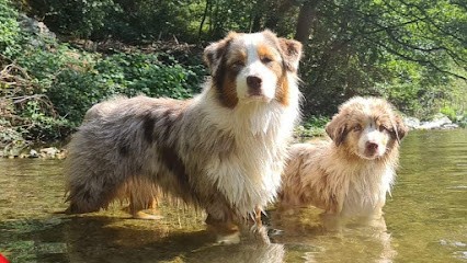Élevage Du Rêve Austral, Eleveur de Chiens à Mandagout