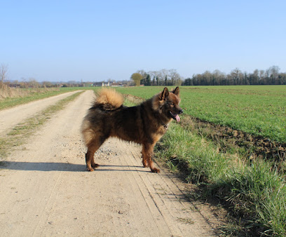 Eurasier Of Nhiòte, Éleveur De Chiens à Boischampré