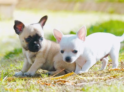 Des Minimoons De Gavanne, Eleveur de Chiens à Aigrefeuille-sur-Maine