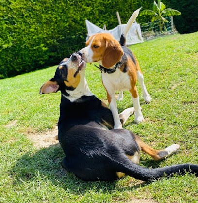 Un moment de bonheur pension canine familiale, Pension pour Chiens à Villers-Stoncourt