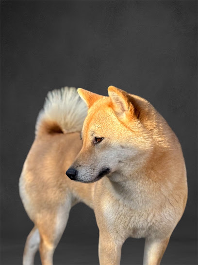 Élevage Shiba Inu Élevage Tara-Shi Éleveur De Chiens à Boué