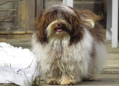 Breeding Spring of olive groves - Bernard and Christelle, Eleveur de Chiens à La Salle-en-Beaumont