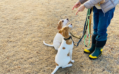 Respectdogs Éducateur Canin Rennes Dresseur De Chiens à Rennes