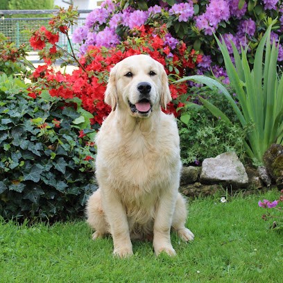 Golden Retriever Des Floralies Du Winckelhof, Eleveur de Chiens à Sarrebourg