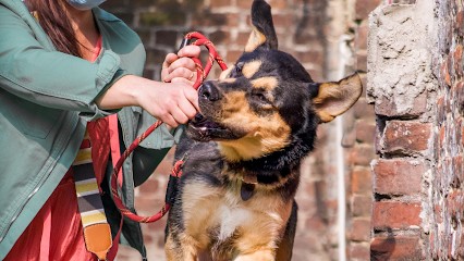 D Et Dog Educateur Canin, Dresseur de Chiens à Tourcoing