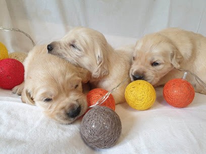 élevage Du Fond De La Noye - Golden Et Labrador Retriever, Eleveur de Chiens à Châteaubleau