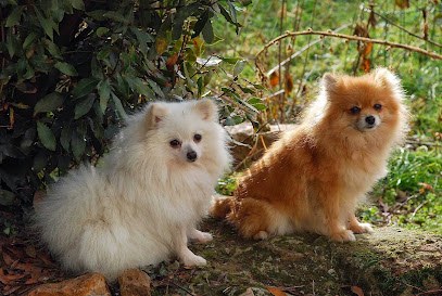Villelégier Jacqueline, Éleveur De Chiens à Manot