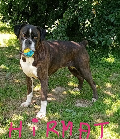 Le domaine des rougereaux : élevage de cavalier king charles, boxer et dalmatien en Bretagne, Eleveur de Chiens à Corseul