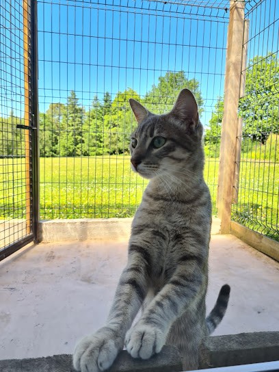 Fox Trotte, Pension pour Chiens à Elven