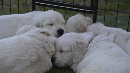 Élevage du domaine d'Hambre, Golden Retriever, Eleveur de Chiens à Bromont-Lamothe