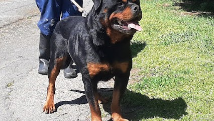 Domaine De La Rêverie, Eleveur de Chiens à Épeigné-sur-Dême