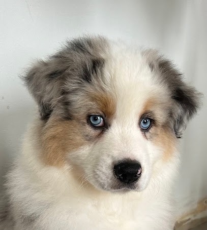 Élevage du Domaine de Boisbelle - Berger Australien et Berger Blanc Suisse, Eleveur de Chiens à Quantilly