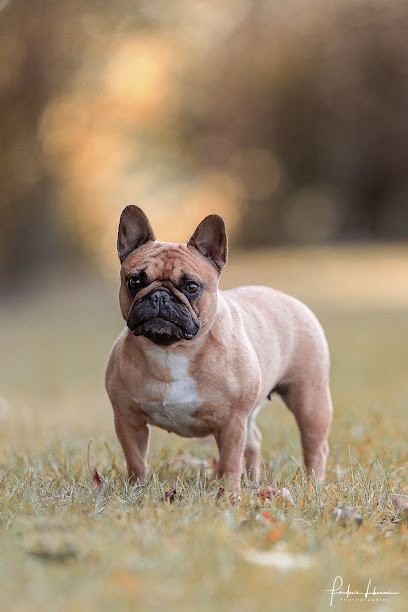 Elevage des Caubes de la Morganeraie - Besnardeau jean-Marie, Eleveur de Chiens à Vanvillé