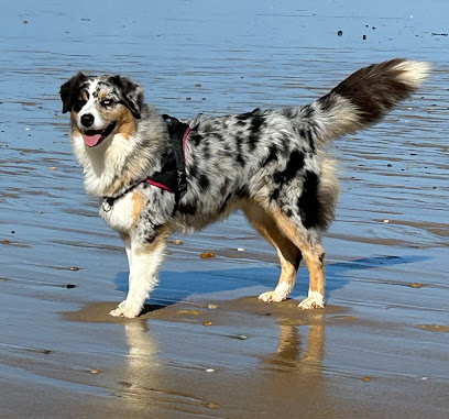 L'odyssée De Crispy Élevage Familial De Berger Australien, Éleveur De Chiens à Auriébat
