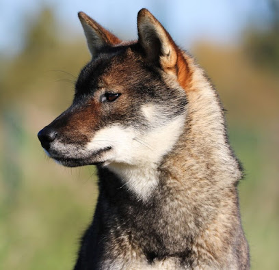 Kibo No Okami, Éleveur De Chiens à Achery