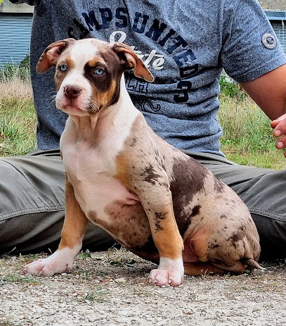 Athletic Bullies Kennel, Eleveur de Chiens à Luçay-le-Mâle