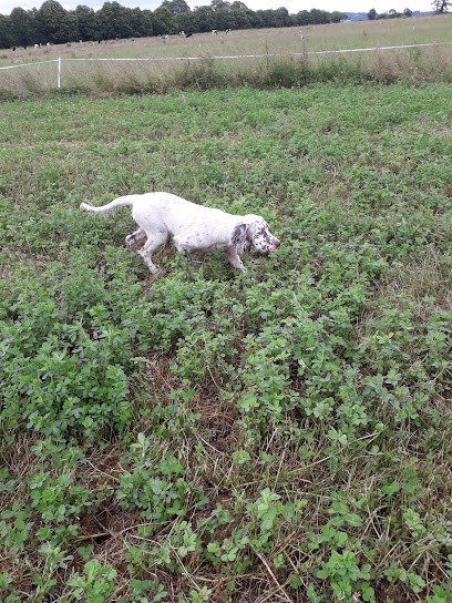 Elevage Du Roi Morvan, Eleveur de Chiens au Saint