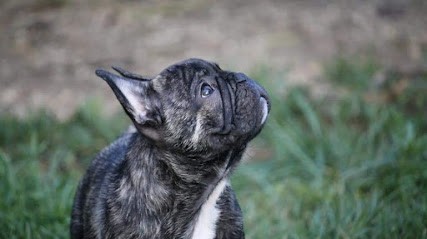 Élevage Du Petit Doguin Bouledogue Français Lof, Eleveur de Chiens à Bazoges-en-Pareds