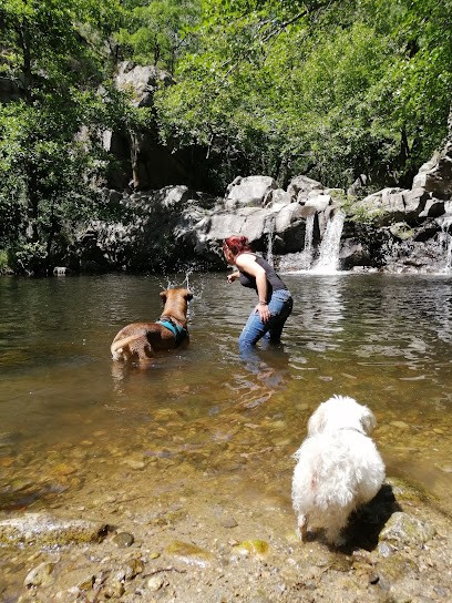 Yrual Dog - Educateur Canin Comportementaliste, Dresseur de Chiens à Leyment