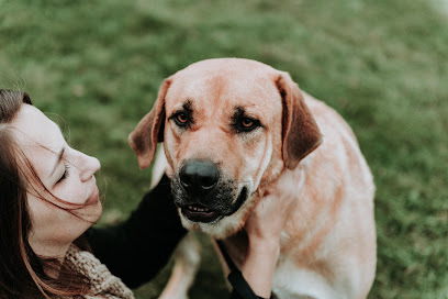 Cyno Connect, Dresseur De Chiens à Beynac-et-Cazenac
