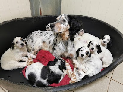 Pension Canine et Féline - LONG BEC D'ENCHANET, Pension pour Chiens à Labesserette