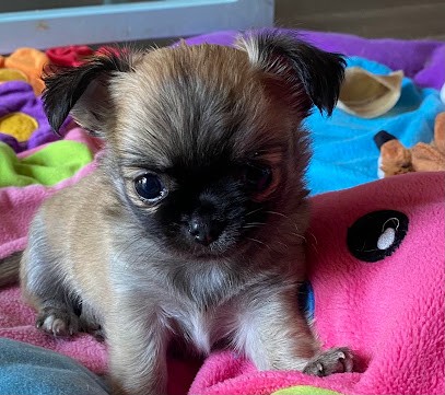 Elevage du Domaine du Néoulous Chihuahua , Spitz, Eleveur de Chiens à Montescot