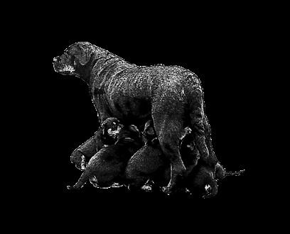 Elevage de Rottweiler, DES CHEUNS DU SAINTONGE, Eleveur de Chiens à Saint-Vallier