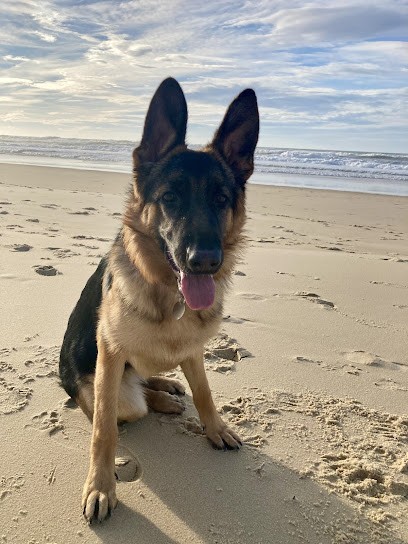 Élevage Des Bois Noirs, Eleveur de Chiens à Saint-Priest-la-Prugne
