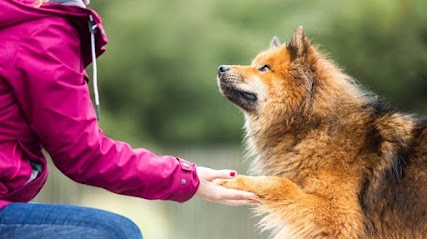 Os'Moz Education Canine, Dresseur de Chiens à Château-d'Olonne