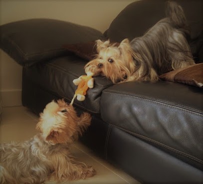 Elevage de yorkshire terriers LOF à Marseille DE L'ELPAZEOR / OF ROYALTON , Eleveur de Chiens à Marseille 09