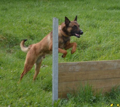 Centre Ludovic LICATA, Dresseur de Chiens à Puybegon