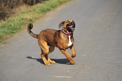 Cyn'Hôtel, Pension pour Chiens à Wintershouse