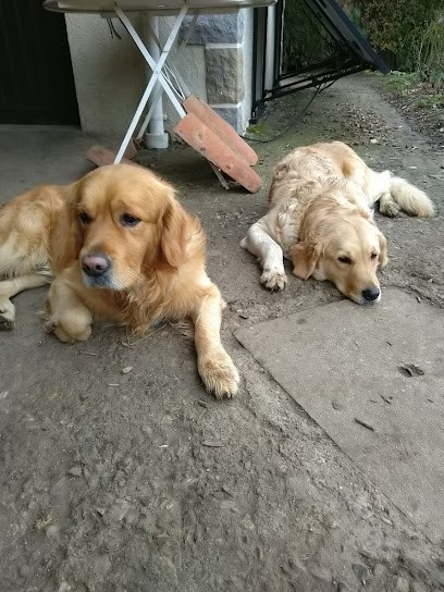 Le Domaine Picard, Eleveur de Chiens à Yolet