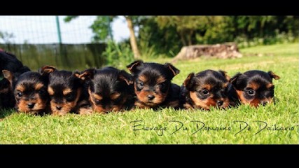 Elevage du Domaine de Daïkario, Eleveur de Chiens à Amigny